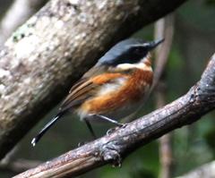 Batis capensis capensis