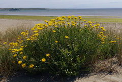 Grindelia chiloensis