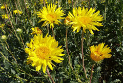 Grindelia chiloensis