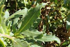 Grindelia chiloensis