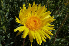 Grindelia chiloensis