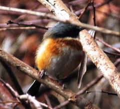 Batis capensis capensis