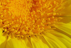 Grindelia chiloensis