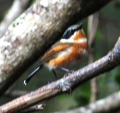 Batis capensis capensis