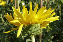 Grindelia chiloensis
