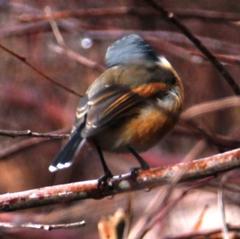 Batis capensis capensis