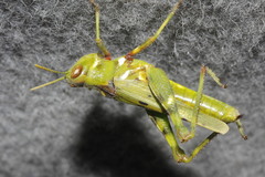 Bootettix argentatus