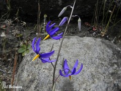 Conanthera bifolia