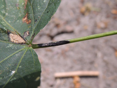 Apiognomonia errabunda