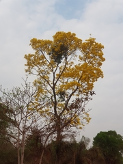 Handroanthus serratifolius