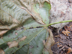 Apiognomonia errabunda