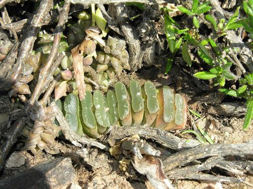 Haworthia truncata Schönland