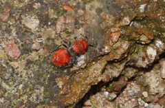 Dasymutilla erythrina