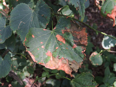 Apiognomonia errabunda