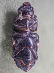 Glischrochilus siepmanni