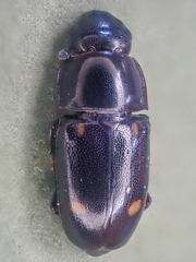 Glischrochilus siepmanni