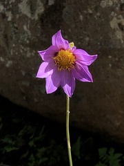 Dahlia sherffii