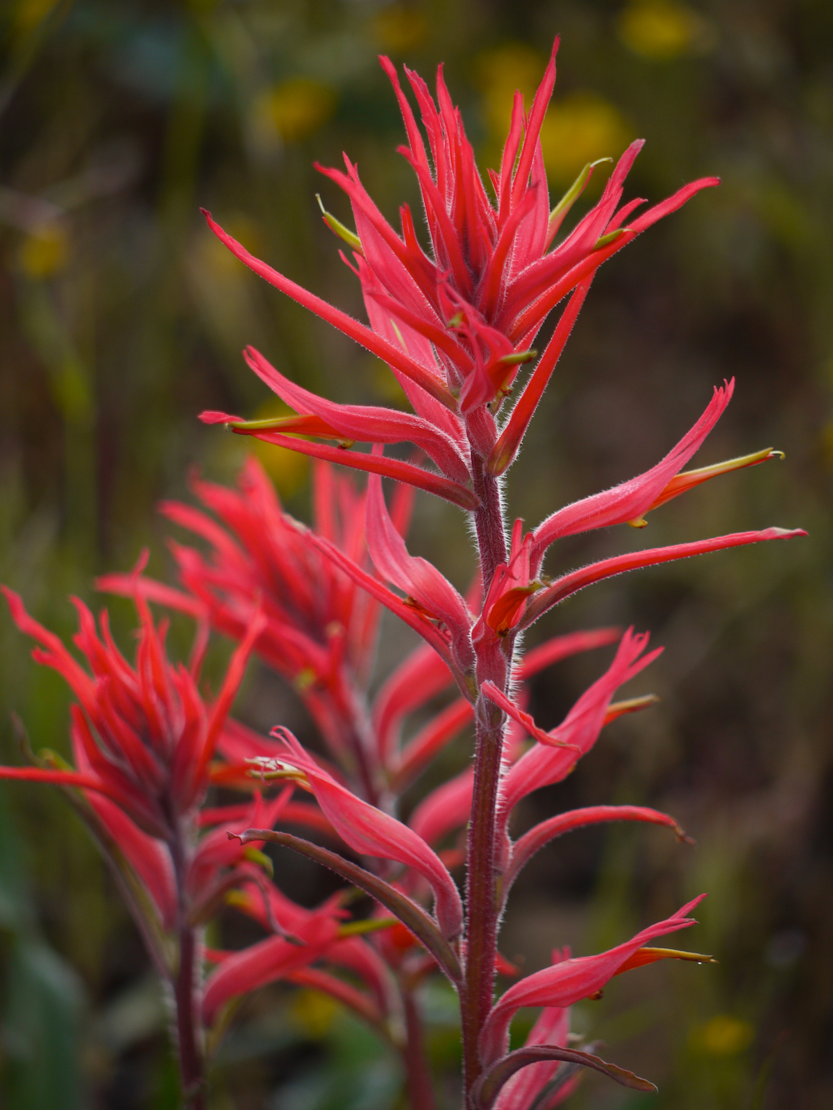 Castilleja subinclusa