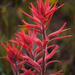 Longleaf Paintbrush - Photo (c) randomtruth, some rights reserved (CC BY-NC-SA)