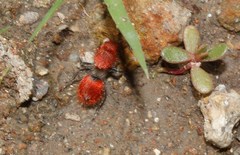 Dasymutilla erythrina