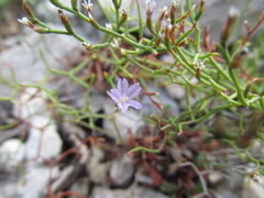 Limonium cancellatum
