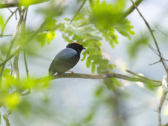 Chiroxiphia lanceolata