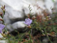 Limonium cancellatum