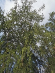 Casuarina