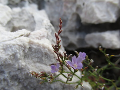 Limonium cancellatum