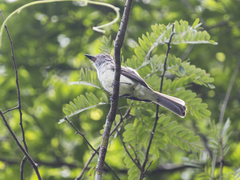 Myiarchus venezuelensis