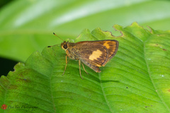 Oriens paragola