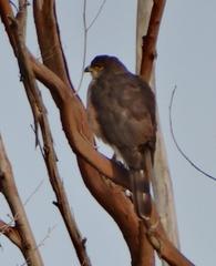 Accipiter tachiro
