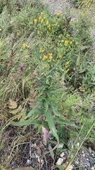 Hieracium virosum