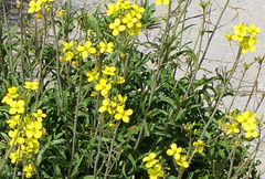 Diplotaxis tenuifolia