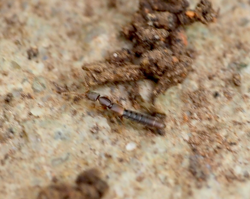 Scopaeus minutus