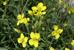 Diplotaxis tenuifolia