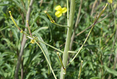 Diplotaxis tenuifolia