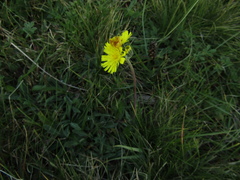 Pilosella lactucella