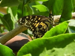 Papilio demoleus