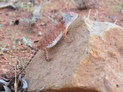 Tympanocryptis centralis