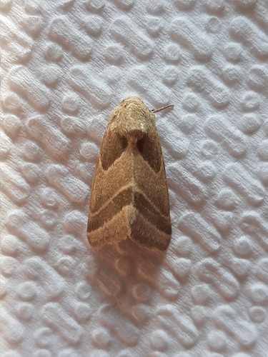 Schinia oleagina photo 5