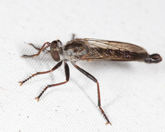 Neomochtherus piceus