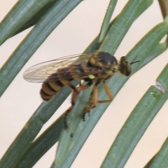 Callinicus pictitarsis