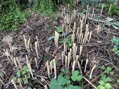 Clavariadelphus ligula