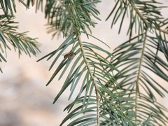 Callinicus pictitarsis