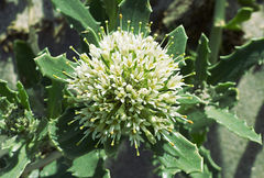 Calycera crassifolia