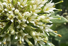 Calycera crassifolia