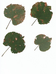 Apiognomonia errabunda