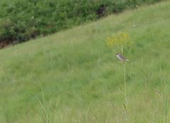 Cisticola natalensis