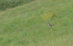 Cisticola natalensis